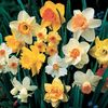 daffodil1980