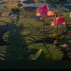 ha_nguyen_1234
