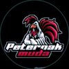 peternak_muda.3