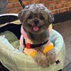 Litol Boi Luke the Shih Tzu