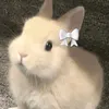 bunniee_bunniee