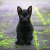 gato.negro3068