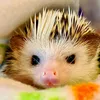 Mundo erizos 🦔