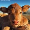 connerfarmsva