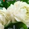 user473801198374