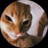 lione_85