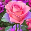 user151851489