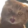 arbyzni_ebaka