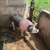 criaderoperija