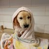 appa.the.golden