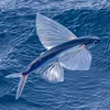 flying_fish77