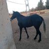 housam.housam938