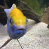 lemonsaccount4