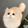 botak_slayyy831