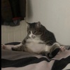 chonkycat_adogdash