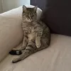edita_kokor