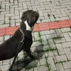 paulocesardasilva556