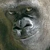 gorilla.abi1