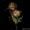 eliesparta8