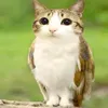 nyan_catt7