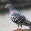 piotrnowak40