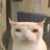 cheezyboi408