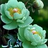nosheennazeer181