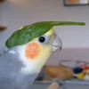 m1sts_son_raven_jr
