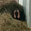 alyamatveeva_1