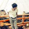 dimas.jii