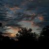 _rosas46