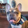 gimlithefrenchbulldog