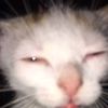 cat_sac5