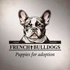 freefrenchbulldogs1