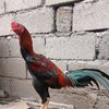 arif.sanjoyo
