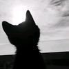 zakk_pell