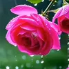 keya.khatun338