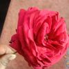 billalhossain12070