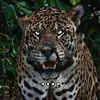 irha_144