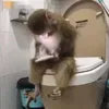 loliulyh