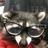 random_mf133