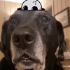 rhysc4w