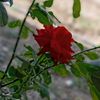 yildiz._35