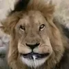 scdoxni_