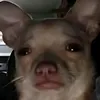 bamboofan_