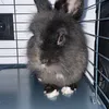 figa______rabbit