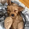 Montythecockapoo🐶