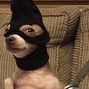 chihuahua_whymybowlempt0