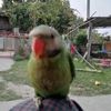 ko.lin.aung96