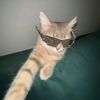 allanis_nl